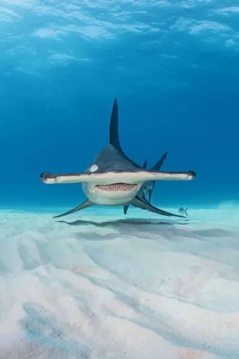 Framed Print : Great hammerhead shark (Sphyrna mokarran) in shallow water. South Bimini, Bahamas Framed Print : Great hammerhead shark (Sphyrna mokarran) in shallow water. South Bimini, Bahamas
