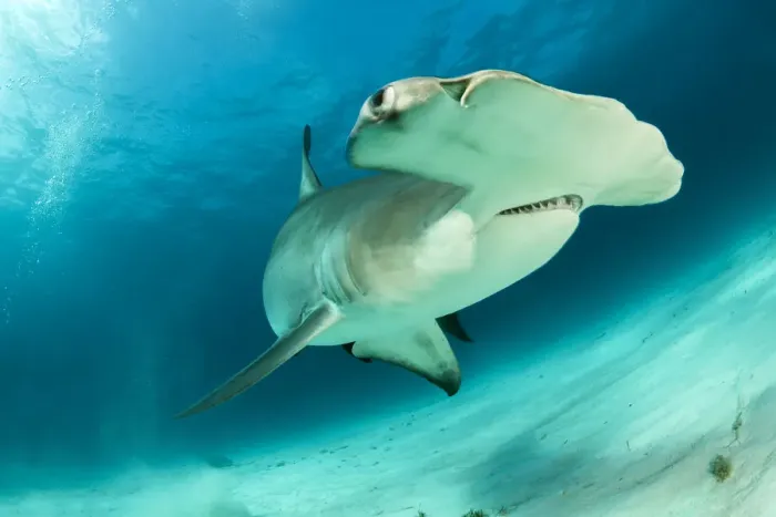 Framed Print : Great hammerhead shark (Sphyrna mokarran) swimming over sandy seabed, South Bimini, Bahamas Framed Print : Great hammerhead shark (Sphyrna mokarran) swimming over sandy seabed, South Bimini, Bahamas