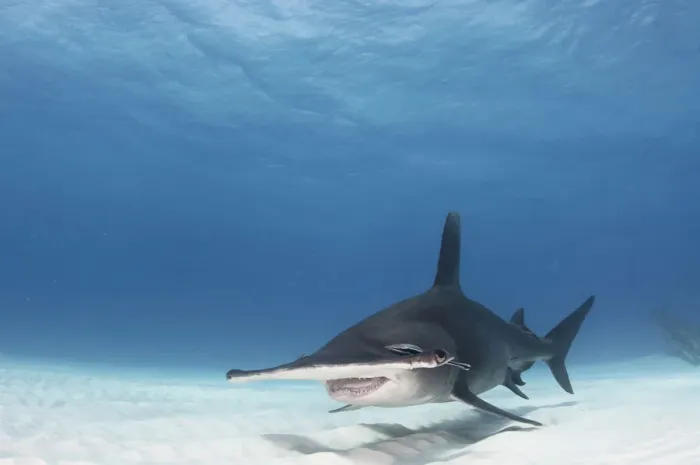 Framed Print : Great hammerhead shark (Sphyrna mokarran) swimming over sandy seabed, Bimini, Bahamas Framed Print : Great hammerhead shark (Sphyrna mokarran) swimming over sandy seabed, Bimini, Bahamas