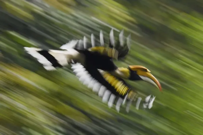 Framed Print : Great hornbill (Buceros bicornis) in flight, blurred motion. Tongbiguan Nature Reserve Framed Print : Great hornbill (Buceros bicornis) in flight, blurred motion. Tongbiguan Nature Reserve