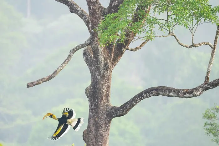Framed Print : Great hornbill (Buceros bicornis) in flight, leaving nest hole in tree, Valparai, Tamil Nadu, India Framed Print : Great hornbill (Buceros bicornis) in flight, leaving nest hole in tree, Valparai, Tamil Nadu, India