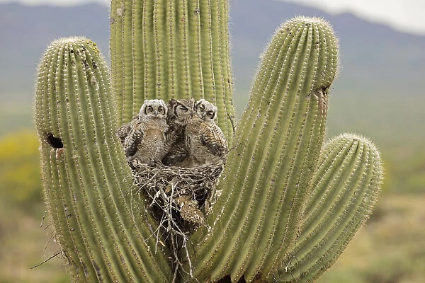 Great horned owl (Bubo virginianus) preening two chicks in nest in Saguaro (Carnegiea