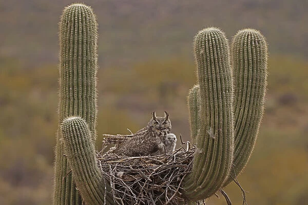 Great horned owl (Bubo virginianus) adult and chick in nest in Saguaro cactus