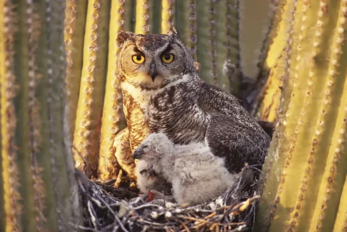 Framed Print : Great horned owl (Bubo virginianus) adult with chicks in nest Arizona, USA Sonoran Desert Framed Print : Great horned owl (Bubo virginianus) adult with chicks in nest Arizona, USA Sonoran Desert