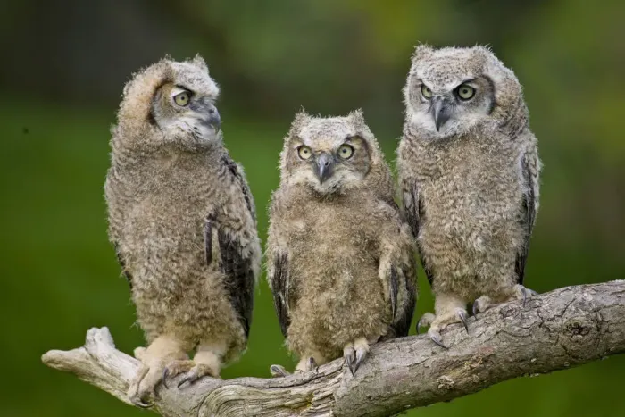 Framed Print : Great horned owl (Bubo virginianus) chicks. Captive bred, occurs in the Americas Framed Print : Great horned owl (Bubo virginianus) chicks. Captive bred, occurs in the Americas
