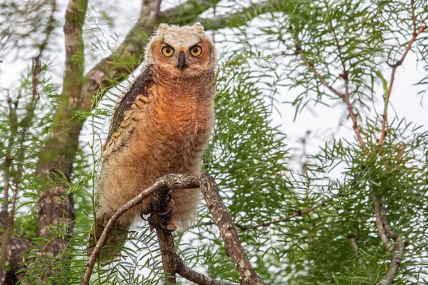 Great horned owl (Bubo virginianus) juvenile, perched on branch, Texas, USA. May