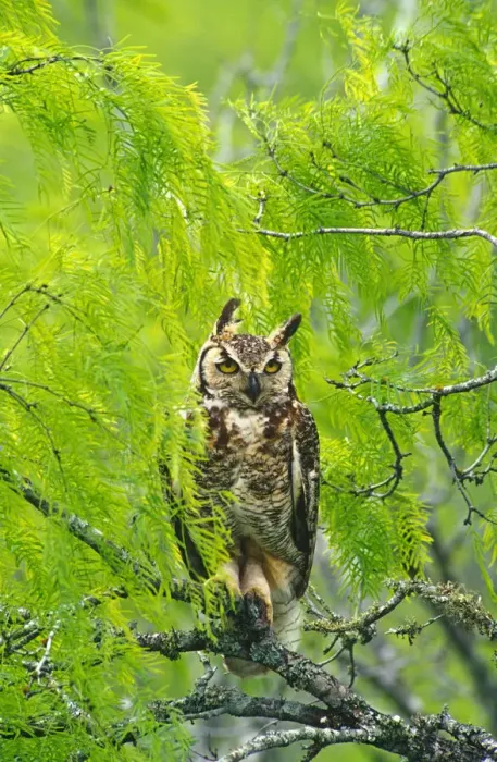 Framed Print : Great horned owl {Bubo virginianus} in Mesquite tree, Texas, US Framed Print : Great horned owl {Bubo virginianus} in Mesquite tree, Texas, US