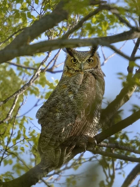 Great horned owl (Bubo virginianus) Pointe Pelee, Ontario, Canada May
