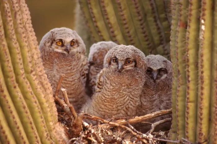 Framed Print : Great horned owls (Bubo virginianus), young in nest, Arizona, USA Sonoran Desert Framed Print : Great horned owls (Bubo virginianus), young in nest, Arizona, USA Sonoran Desert