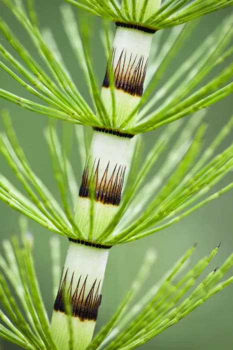 Framed Print : Great horsetail (Equisetum telmateia) close-up of stem, Poloniny National Park, Western Carpathians Framed Print : Great horsetail (Equisetum telmateia) close-up of stem, Poloniny National Park, Western Carpathians