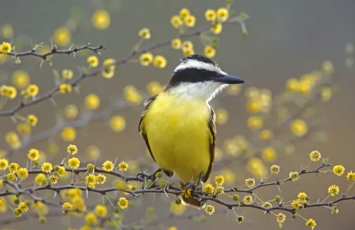 Framed Print : Great Kiskadee (Pitangus sulphuratus) perched on flowering blooming Huisache (Acacia farnesiana) Framed Print : Great Kiskadee (Pitangus sulphuratus) perched on flowering blooming Huisache (Acacia farnesiana)