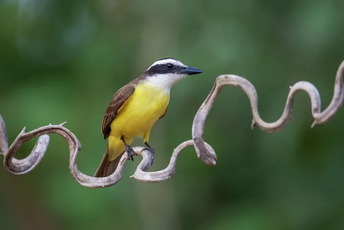 Framed Print : Great kiskadee (Pitangus sulphuratus) perched on a twisted branch, Pantanal wetlands, Mato Grosso, Brazil Framed Print : Great kiskadee (Pitangus sulphuratus) perched on a twisted branch, Pantanal wetlands, Mato Grosso, Brazil