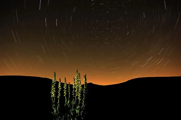 Great mullein (Verbascum thapsus) at night with startrails, Monti Sibillini National Park