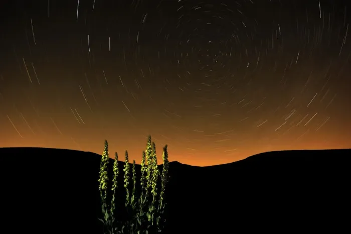 Framed Print : Great mullein (Verbascum thapsus) at night with startrails, Monti Sibillini National Park Framed Print : Great mullein (Verbascum thapsus) at night with startrails, Monti Sibillini National Park