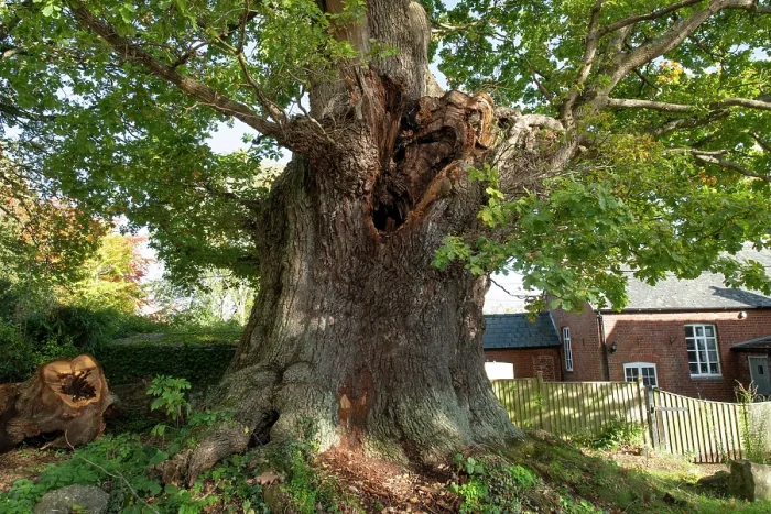 Framed Print : The Great Oak (Quercus robur), a hollow veteran tree with an 8 metre girth, Woodseave, Eardisley, Herefordshire, England, UK, November, 2023 Framed Print : The Great Oak (Quercus robur), a hollow veteran tree with an 8 metre girth, Woodseave, Eardisley, Herefordshire, England, UK, November, 2023