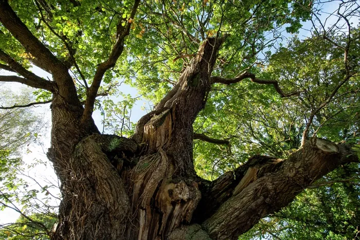 Framed Print : The Great Oak (Quercus robur), a hollow veteran tree with an 8 metre girth, Woodseave, Eardisley, Herefordshire, England, UK, November, 2023 Framed Print : The Great Oak (Quercus robur), a hollow veteran tree with an 8 metre girth, Woodseave, Eardisley, Herefordshire, England, UK, November, 2023