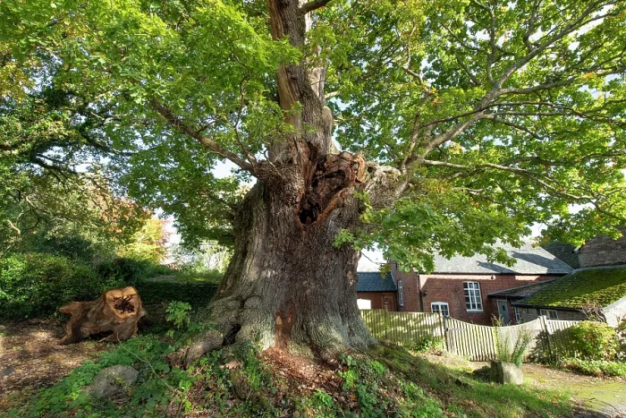 Framed Print : The Great Oak (Quercus robur), a hollow veteran tree with an 8 metre girth, Woodseave, Eardisley, Herefordshire, England, UK, November, 2023 Framed Print : The Great Oak (Quercus robur), a hollow veteran tree with an 8 metre girth, Woodseave, Eardisley, Herefordshire, England, UK, November, 2023