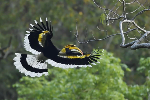 Great pied hornbill (Buceros bicornis) bird photographed in flight in Hong Bung He