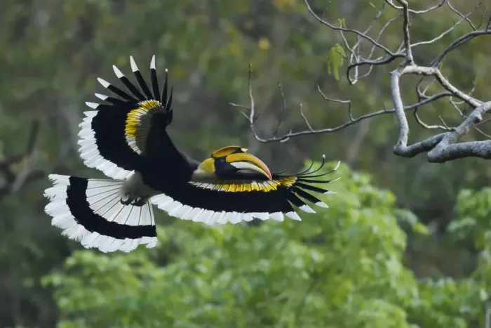 Framed Print : Great pied hornbill (Buceros bicornis) bird photographed in flight in Hong Bung He Framed Print : Great pied hornbill (Buceros bicornis) bird photographed in flight in Hong Bung He