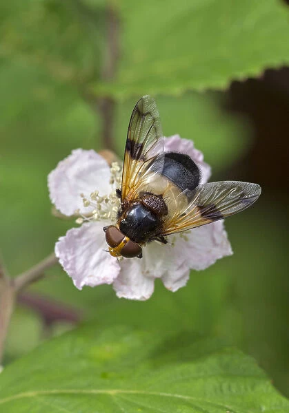 Great pied hoverfly (Volucella pellucens) feeding from bramble flower, Wiltshire, England, UK, July