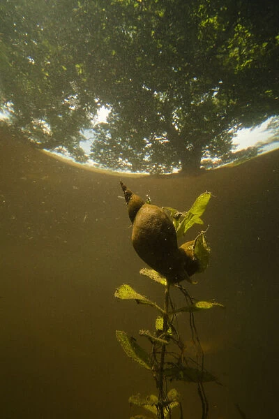 Great pond snail (Lymnaea stagnalis) trying to survive in ponds in broadleaf forest