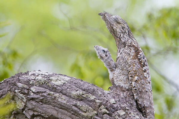 Great potoo (Nyctibius grandis) female with young resting on a branch, Pantanal, Mato Grosso