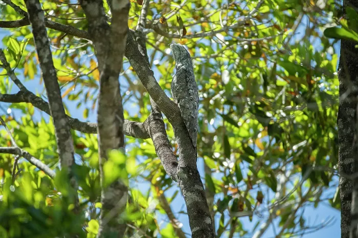 Framed Print : Great potoo (Nyctibius grandis) perched in tree, Pantanal wetlands, Mato Grosso, Brazil Framed Print : Great potoo (Nyctibius grandis) perched in tree, Pantanal wetlands, Mato Grosso, Brazil