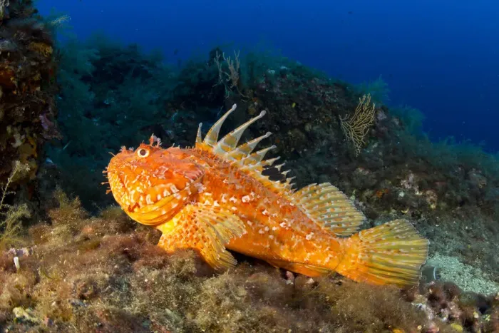 Framed Print : Great rockfish (Scorpaena scrofa) Vervece Rock, Punta Campanella Marine Protected Area Framed Print : Great rockfish (Scorpaena scrofa) Vervece Rock, Punta Campanella Marine Protected Area