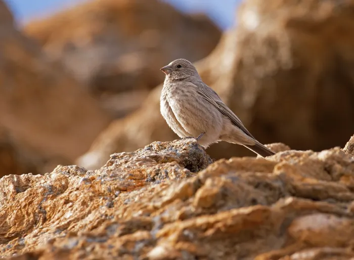 Framed Print : Great rosefinch (Carpodacus rubicilla) female, perched on rock, Ladakh, India Framed Print : Great rosefinch (Carpodacus rubicilla) female, perched on rock, Ladakh, India