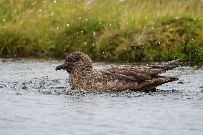 Framed Print : Great skua (Stercorarius skua) bathing in a pool, Hermaness National Nature Reserve, Shetland Isles, Scotland, UK. August Framed Print : Great skua (Stercorarius skua) bathing in a pool, Hermaness National Nature Reserve, Shetland Isles, Scotland, UK. August