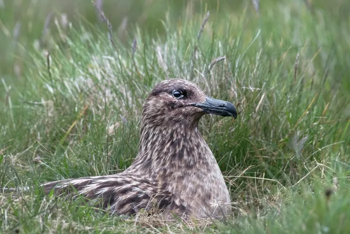 Framed Print : Great skua (Stercorarius skua) brooding, Hermaness National Scenic Area, Shetland, Scotland, UK. June Framed Print : Great skua (Stercorarius skua) brooding, Hermaness National Scenic Area, Shetland, Scotland, UK. June