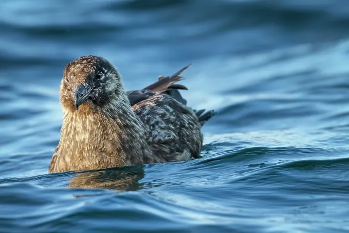 Framed Print : Great skua (Stercorarius skua) on water, Hermaness National Scenic Area, Shetland Islands, Scotland, UK. July