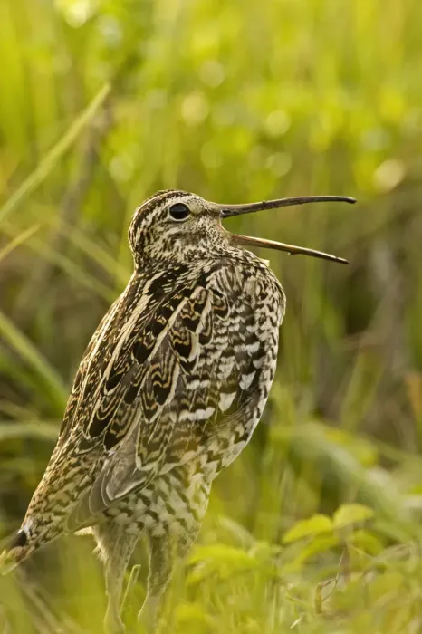 Framed Print : Great snipe (Gallinago media) calling, Matsalu National Park, Estonia, May 2009. WWE BOOK Framed Print : Great snipe (Gallinago media) calling, Matsalu National Park, Estonia, May 2009. WWE BOOK