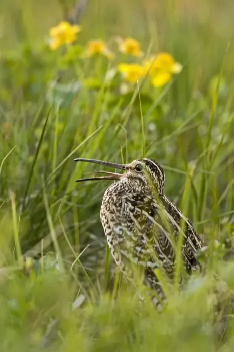 Framed Print : Great snipe (Gallinago media) calling, Matsalu National Park, Estonia, May 2009 Framed Print : Great snipe (Gallinago media) calling, Matsalu National Park, Estonia, May 2009