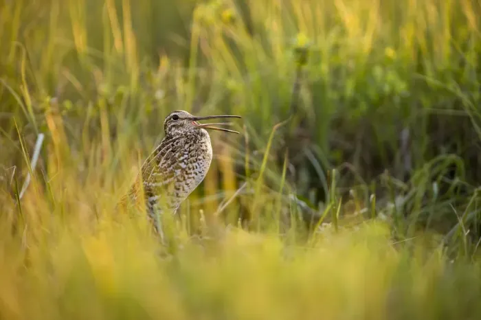 Framed Print : Great snipe (Gallinago media) calling, Matsalu National Park, Estonia, May 2009 Framed Print : Great snipe (Gallinago media) calling, Matsalu National Park, Estonia, May 2009