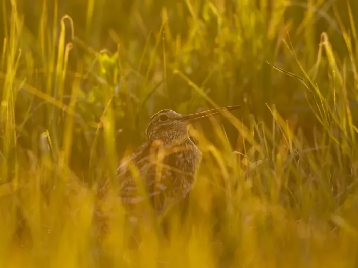 Framed Print : Great snipe (Gallinago media) in long grass, Matsalu National Park, Estonia, May 2009 Framed Print : Great snipe (Gallinago media) in long grass, Matsalu National Park, Estonia, May 2009