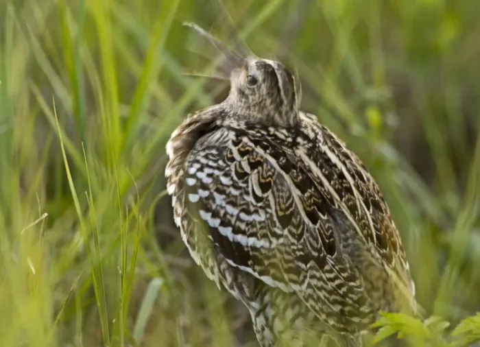 Framed Print : Great snipe (Gallinago media) shaking head calling, Matsalu National Park, Estonia Framed Print : Great snipe (Gallinago media) shaking head calling, Matsalu National Park, Estonia