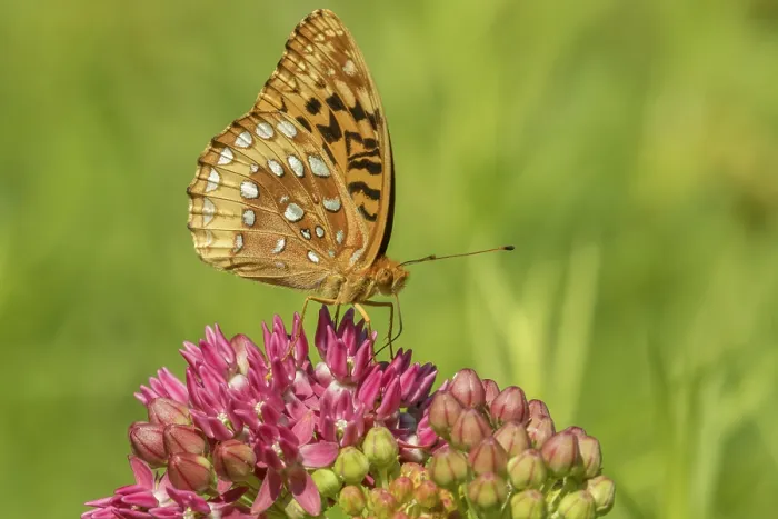 Framed Print : Great spangled fritillary (Speyeria cybele) nectaring on Purple milkweed (Asclepias purpurascens) flower, Pennsylvania, USA. June Framed Print : Great spangled fritillary (Speyeria cybele) nectaring on Purple milkweed (Asclepias purpurascens) flower, Pennsylvania, USA. June