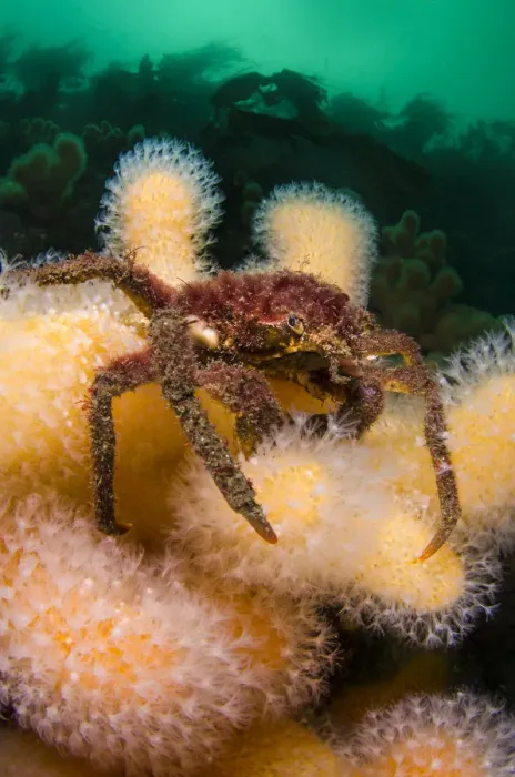 Framed Print : Great spider crab (Hyas araneus) on Deadmans fingers (Alcyonium digitatum) coral Framed Print : Great spider crab (Hyas araneus) on Deadmans fingers (Alcyonium digitatum) coral
