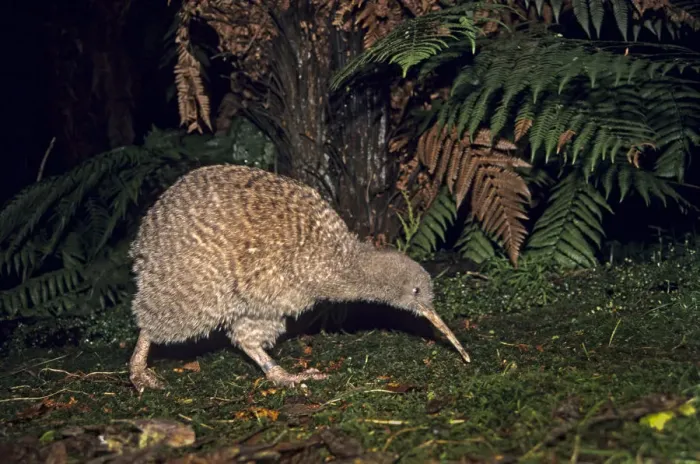 Framed Print : Great Spotted Kiwi (Apteryx hstii) foraging in rainforest habitat at night, NW Nelson Framed Print : Great Spotted Kiwi (Apteryx hstii) foraging in rainforest habitat at night, NW Nelson