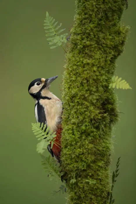 Framed Print : Great spotted woodpecker (Dendrocopos major), Scotland, November Framed Print : Great spotted woodpecker (Dendrocopos major), Scotland, November