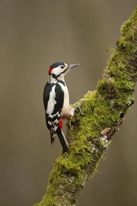 Framed Print : Great Spotted Woodpecker (Dendrocopos major). Scotland, UK, March Framed Print : Great Spotted Woodpecker (Dendrocopos major). Scotland, UK, March