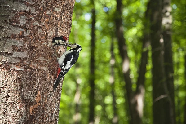 Great spotted woodpecker (Dendrocopos major) feeding chick at nest hole, deciduous