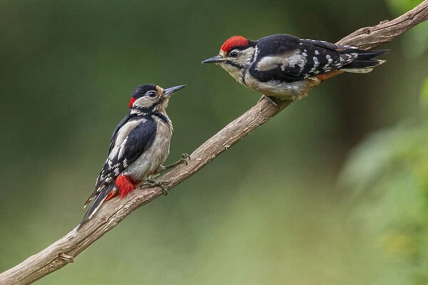 Great Spotted Woodpecker (Dendrocopos major) adult male feeding young, Oisterwijk