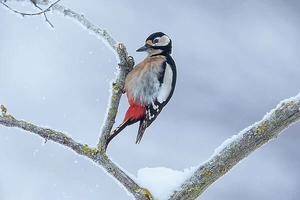 Great spotted woodpecker (Dendrocopos major) perched on a snow-covered branch, Germany. February