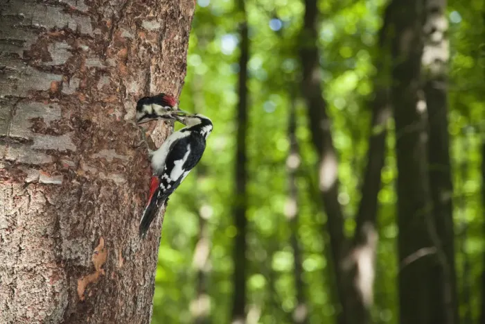 Framed Print : Great spotted woodpecker (Dendrocopos major) feeding chick at nest hole, deciduous Framed Print : Great spotted woodpecker (Dendrocopos major) feeding chick at nest hole, deciduous