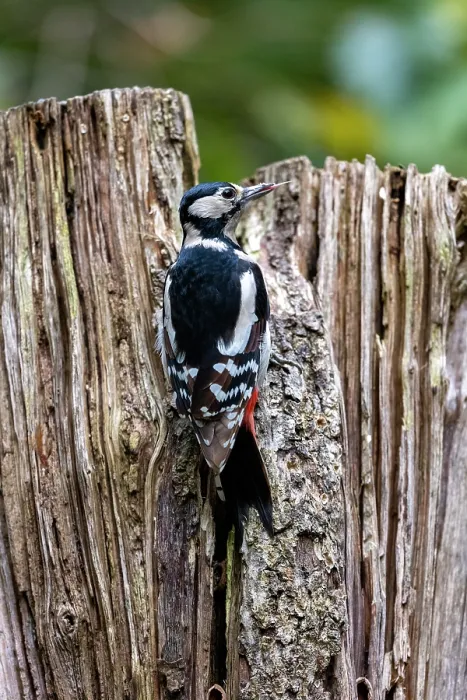 Framed Print : Great spotted woodpecker (Dendrocopos major) female, perched on dead branch feeding, Ille et Vilaine, Brittany, France. October Framed Print : Great spotted woodpecker (Dendrocopos major) female, perched on dead branch feeding, Ille et Vilaine, Brittany, France. October