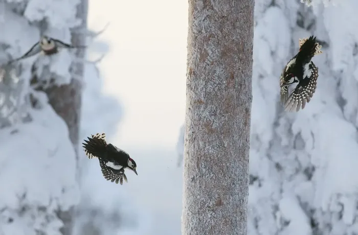 Framed Print : Great spotted woodpecker (Dendrocopos major) two flying in snowy woodland, , Kuusamo Framed Print : Great spotted woodpecker (Dendrocopos major) two flying in snowy woodland, , Kuusamo