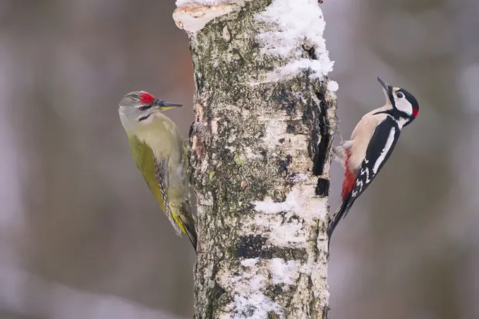 Framed Print : Great spotted woodpecker (Dendrocopos major) and Grey headed woodpecker (Picus canus) Framed Print : Great spotted woodpecker (Dendrocopos major) and Grey headed woodpecker (Picus canus)