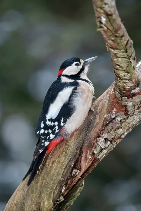 Framed Print : Great spotted woodpecker (Dendrocopos major) perched on a branch, Bialowieza Forest UNESCO World Heritage Site, Poland. December Framed Print : Great spotted woodpecker (Dendrocopos major) perched on a branch, Bialowieza Forest UNESCO World Heritage Site, Poland. December